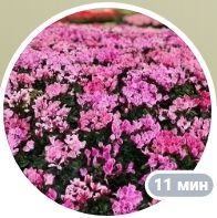 Отзыв клиента турагентства ВЭЛНЭС